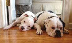 Rebecca Mills says Remy (left) and Spike are as close as siblings.