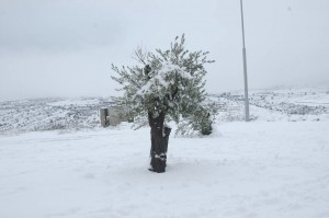 The city of Efrat is  blanketed in white. Aryeh Savir/Tazpit News Agency