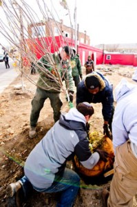 Repair the World fellow Avi Sunshine (kneeling) helps others from Baltimore Civic Works plant an apple tree at an urban lot in the  Waverly area of Baltimore. Two fellows are working with Civic Works to transform vacant urban lots into community green spaces. (David Stuck)